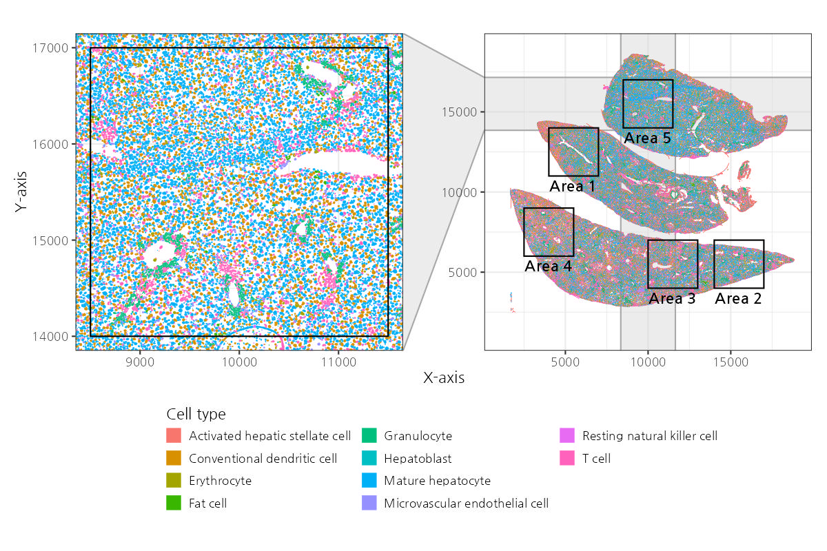 Spatial Transcriptomics Analysis of Liver Tissue