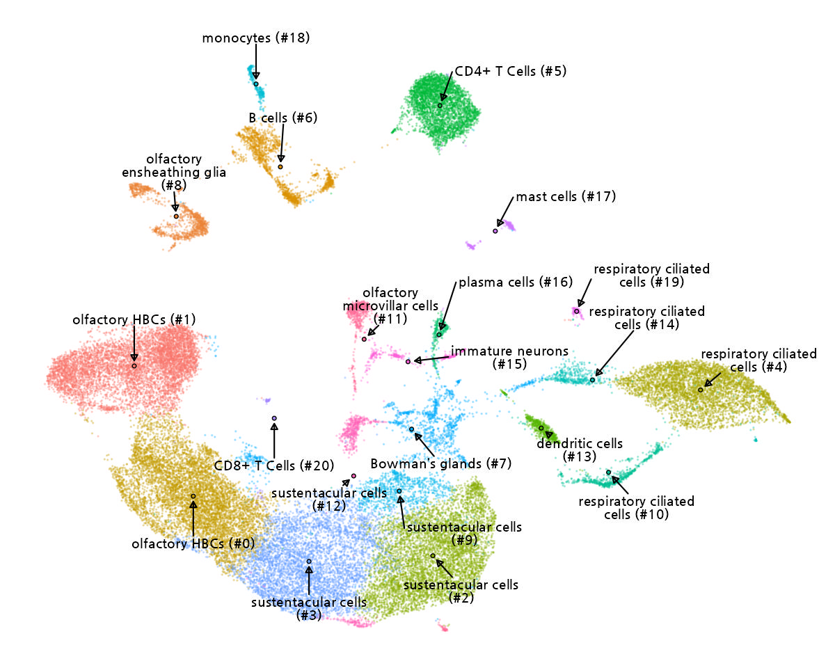 UMAP Plot of Cell Annotation